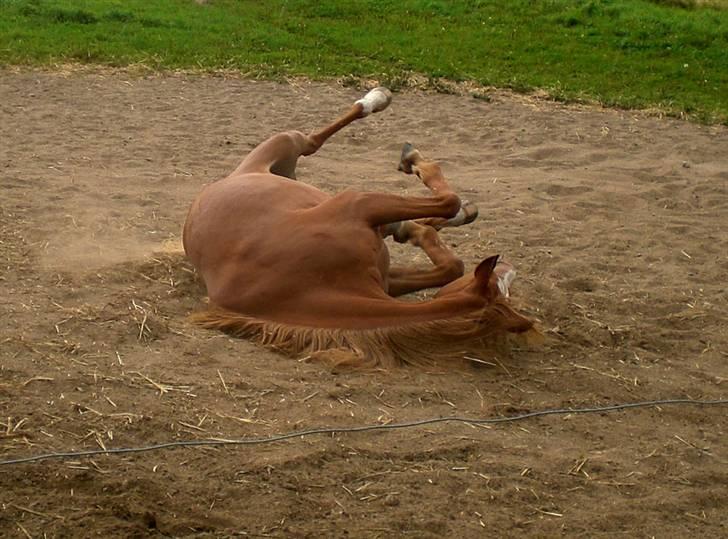 Welsh Pony af Cob-type (sec C) Maceverty ¤Tossen¤ - Ruller..... billede 12