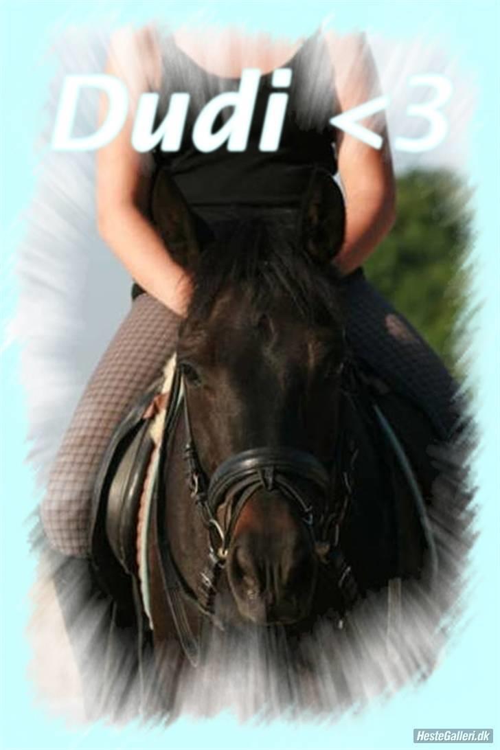 New Forest elmholts dream dancer   - sommer o7 . nåårr dudi ;b foto: anna skriver, nathia har redigeret det ;b  billede 11
