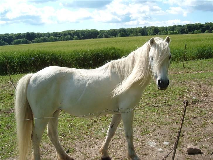 Welsh Mountain (sec A) Lady billede 1