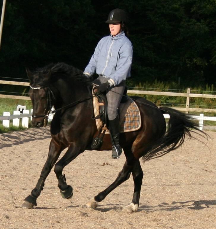 New Forest elmholts dream dancer   - sepo8 billede 12