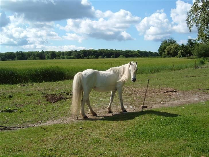 Welsh Mountain (sec A) Lady billede 2