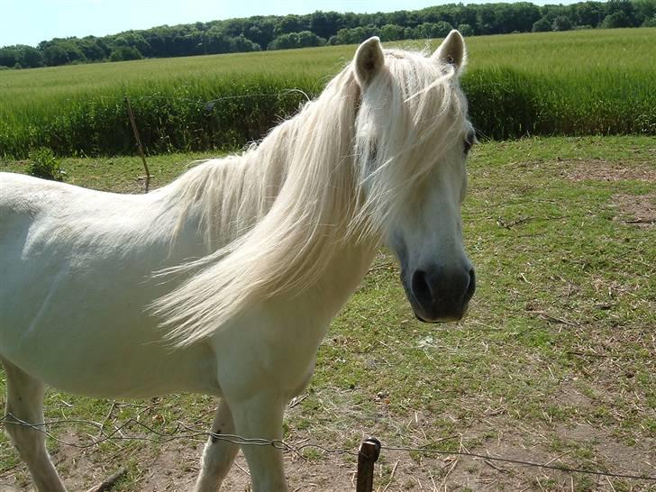 Welsh Mountain (sec A) Lady billede 4