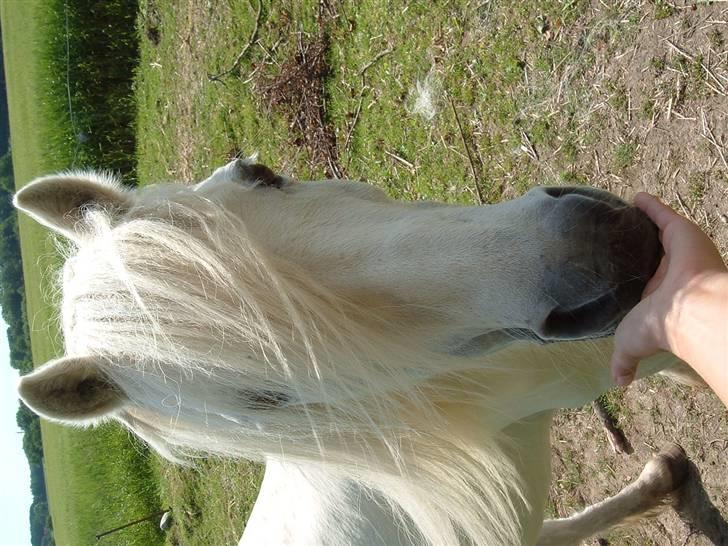 Welsh Mountain (sec A) Lady billede 5