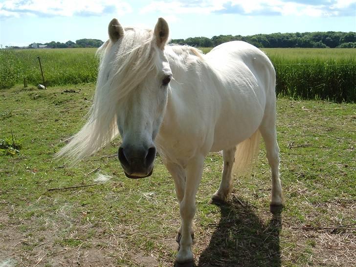 Welsh Mountain (sec A) Lady billede 7