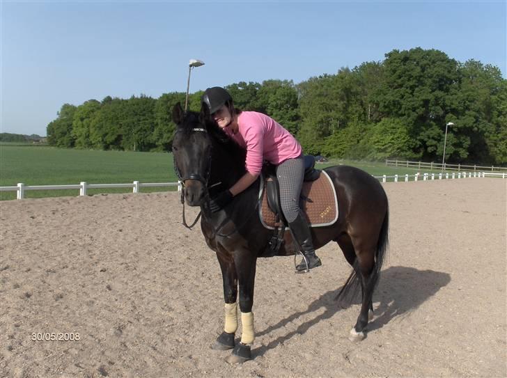 New Forest elmholts dream dancer   - sommer 08 dudi <´333333333333333333333333333333333333 billede 13