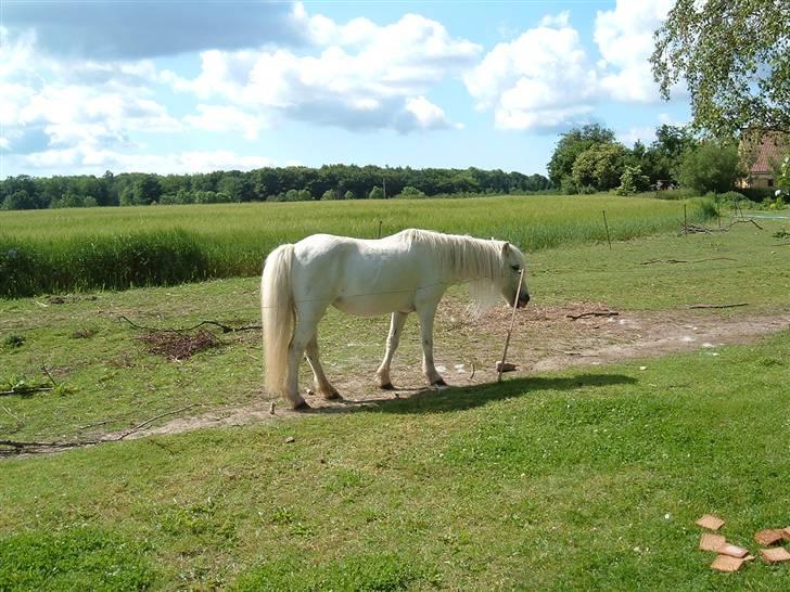 Welsh Mountain (sec A) Lady billede 9