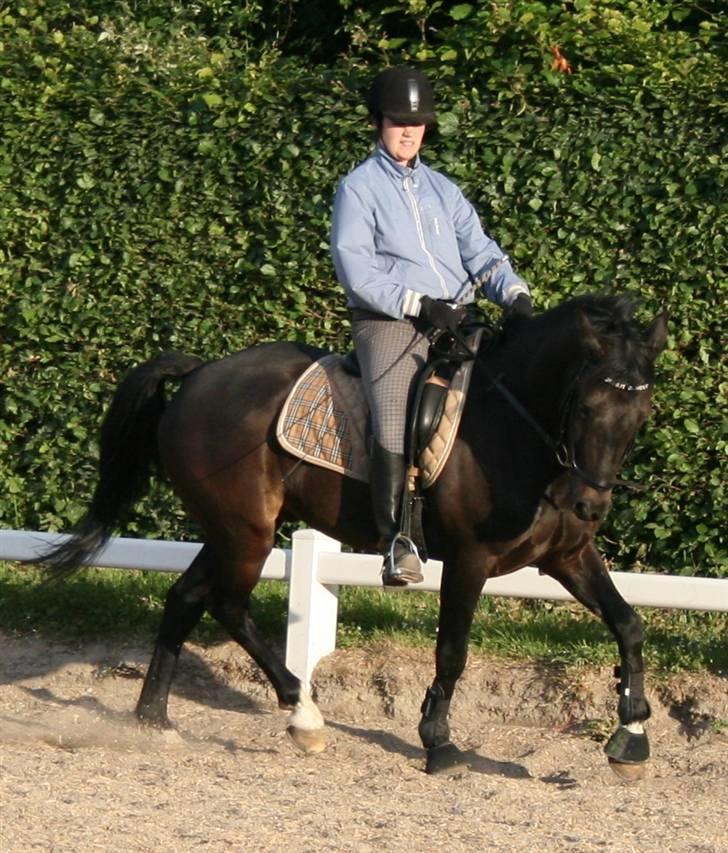 New Forest elmholts dream dancer   - juni 07 billede 14