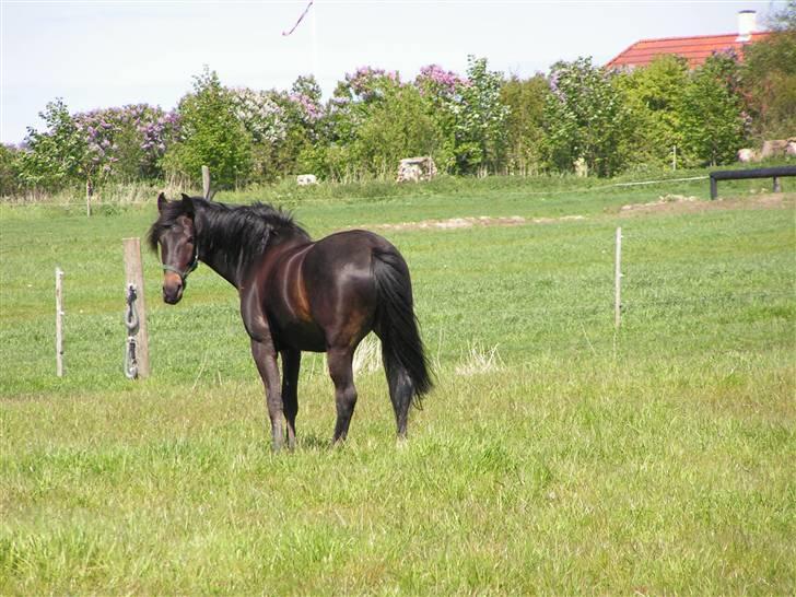 Holstener Ravel (flyttet) - Ravel elsker at være på fold men holder alligevel øje med hvad jeg laver billede 2