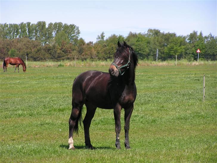 Holstener Ravel (flyttet) - her ligner han en meget ung hest ;-) billede 3