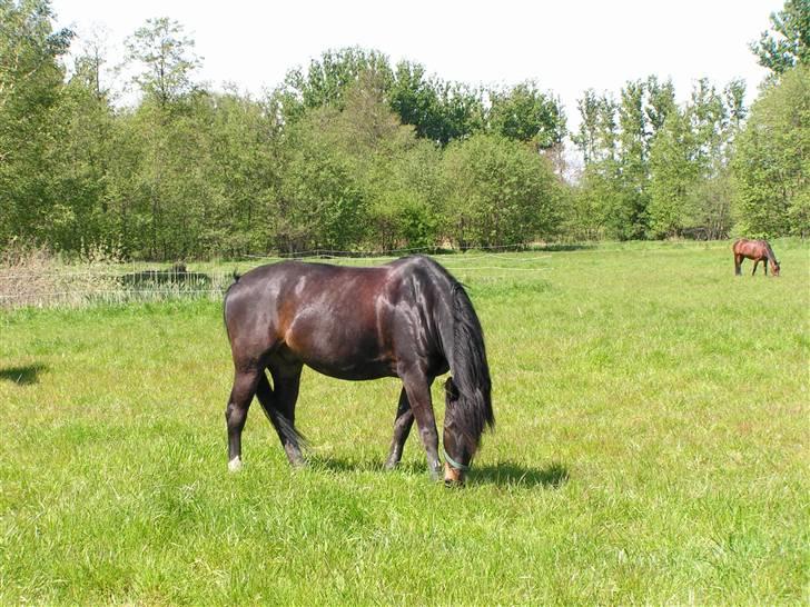 Holstener Ravel (flyttet) - Det er nu rart med en lille bid græs ;-) billede 4