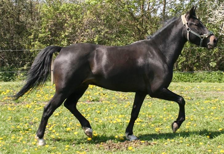New Forest elmholts dream dancer   - april . 08.  billede 15