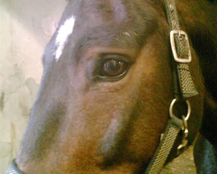 Dansk Varmblod Fair-Fight - fighters øje før han kom i nærkontakt med laikas bagben!!  billede 5