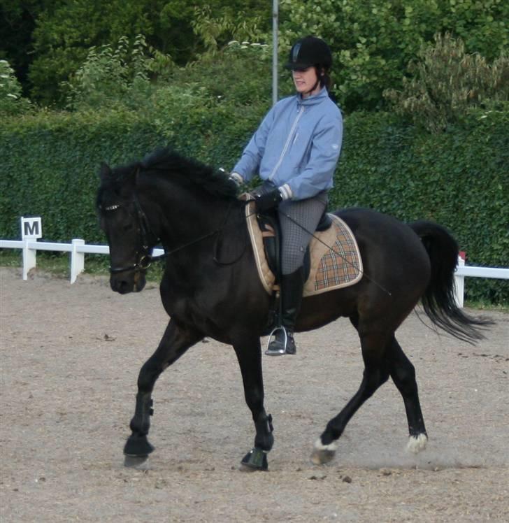 New Forest elmholts dream dancer   - sommer 08 foto: mor billede 16