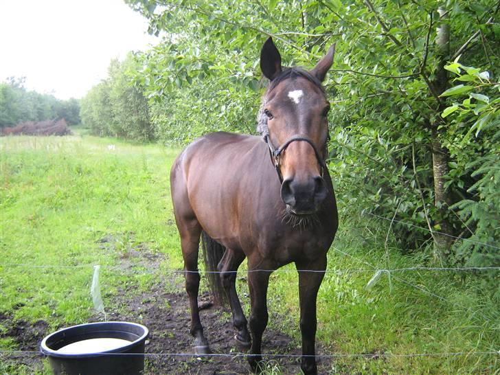 Dansk Varmblod Fair-Fight billede 6