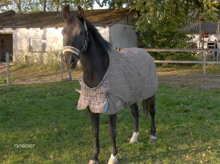 New Forest elmholts dream dancer   - sommer 07 . dudi ponzi ;b <´333 billede 18