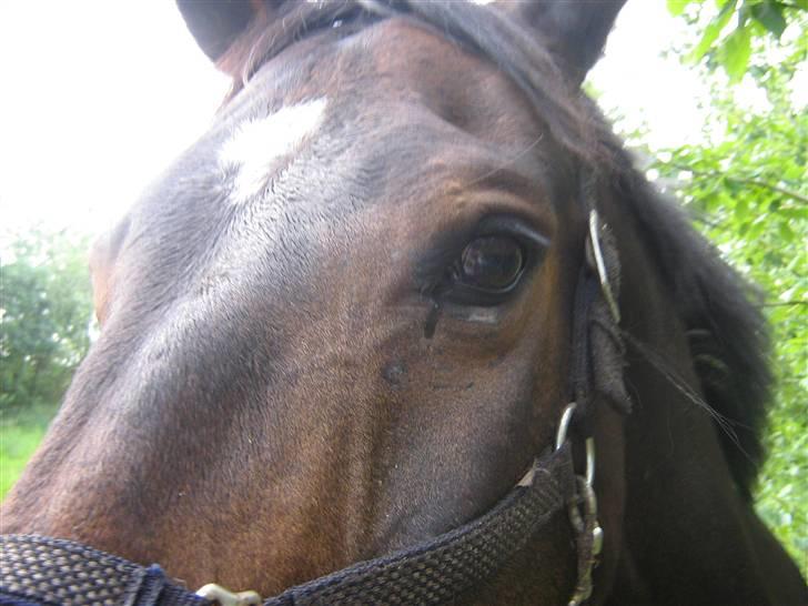 Dansk Varmblod Fair-Fight - fighters øje nu! det er blevet meget bedere men hans tårekanal er ødelagt så han går hele tiden og græder!! billede 7