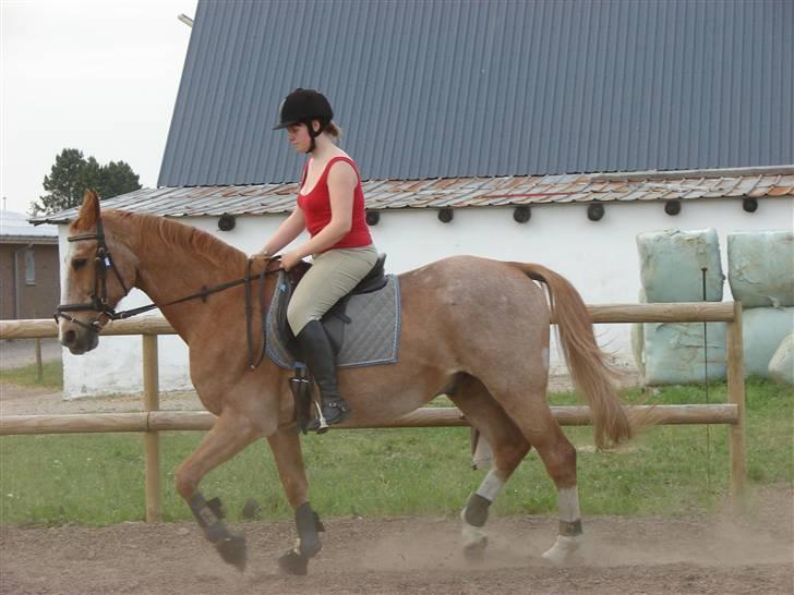 Anden særlig race Obersten(pensioneret) - Foto: Waaben billede 3