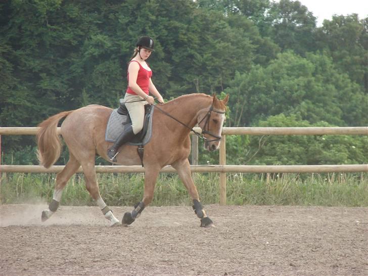 Anden særlig race Obersten(pensioneret) - Foto: Waaben billede 5