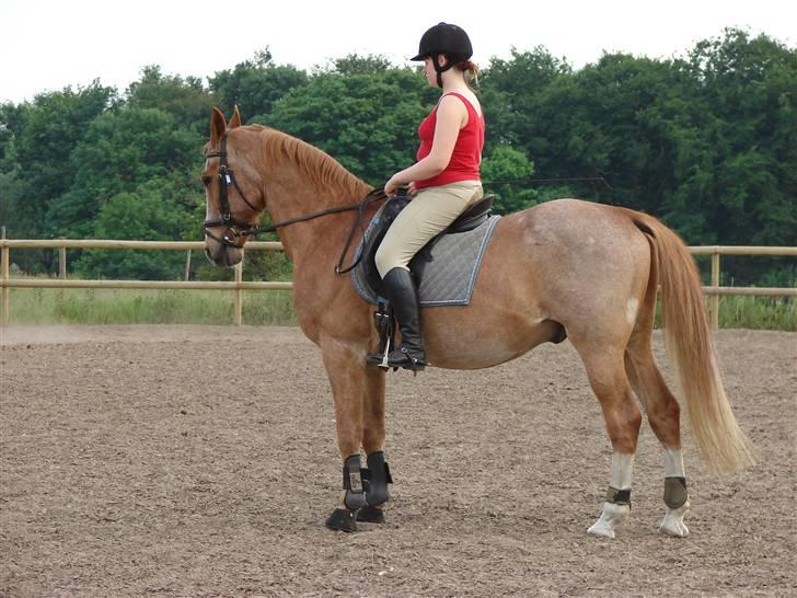 Anden særlig race Obersten(pensioneret) - Foto: Waaben billede 7