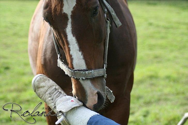 Dansk Varmblod Spanagers Rolando - SOLGT [Himmelhest] - Rolando der snuser til Sascha´s fod ;D !     (Fotograf: P.N.P/Mig ) billede 11