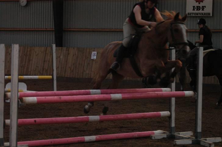 Anden særlig race Obersten(pensioneret) - Foto: Lildal billede 12