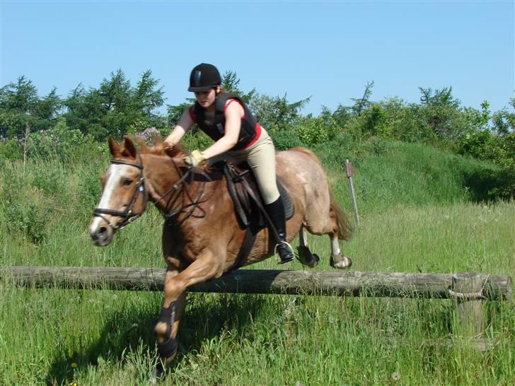 Anden særlig race Obersten(pensioneret) - Foto: Lildal billede 16