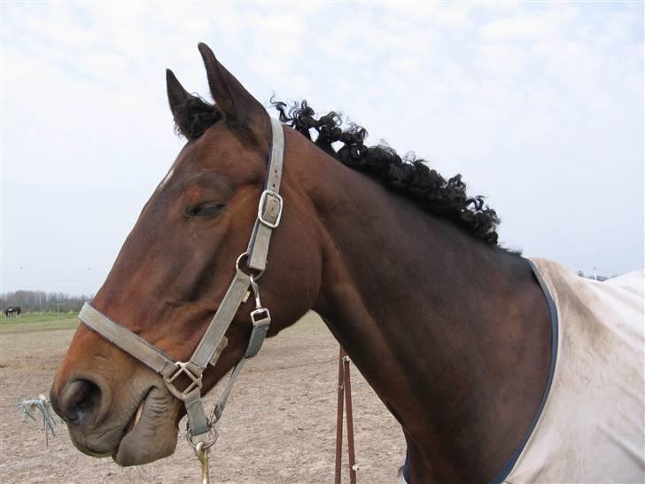 Holstener chester *RIP* - afro chester :) billede 20