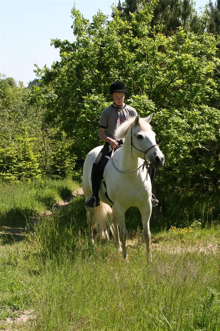 Lipizzaner sir Max  billede 4