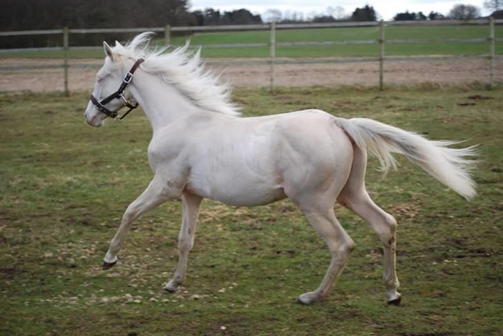 Palomino Mr. SnowFlake *SOLGT* - Snow 1 år  billede 8