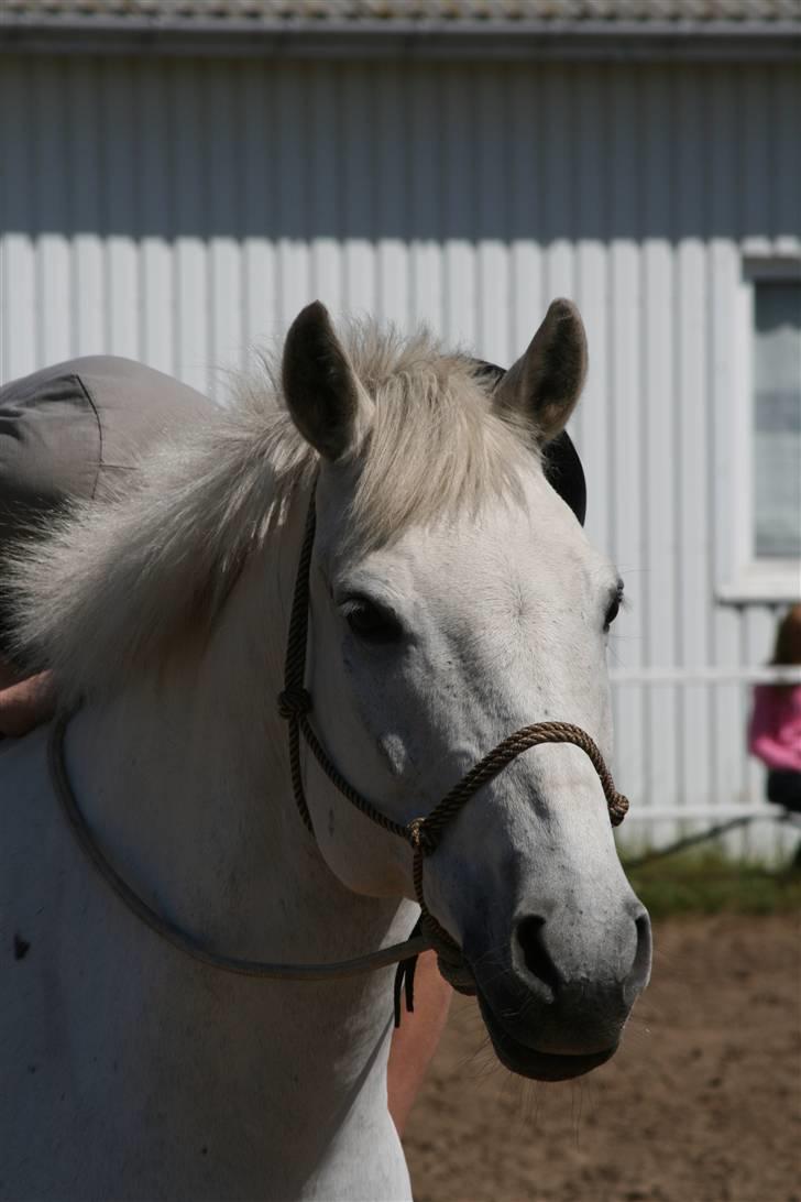 Lipizzaner sir Max  billede 5