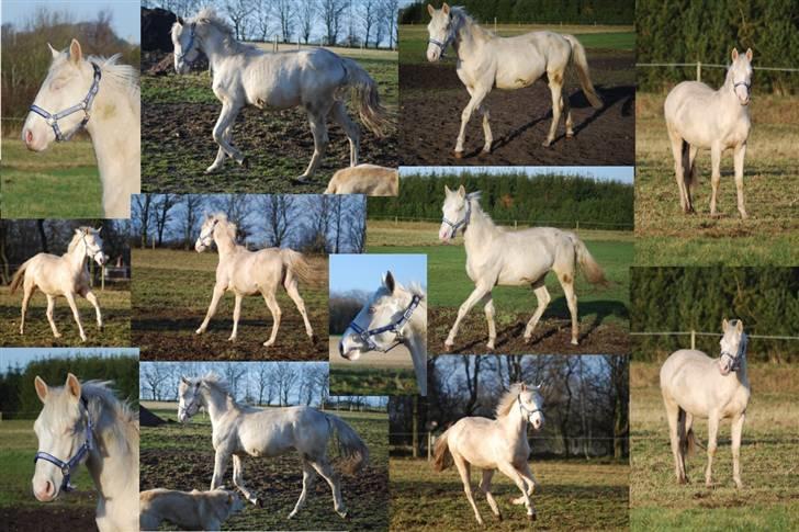 Palomino Mr. SnowFlake *SOLGT* billede 10