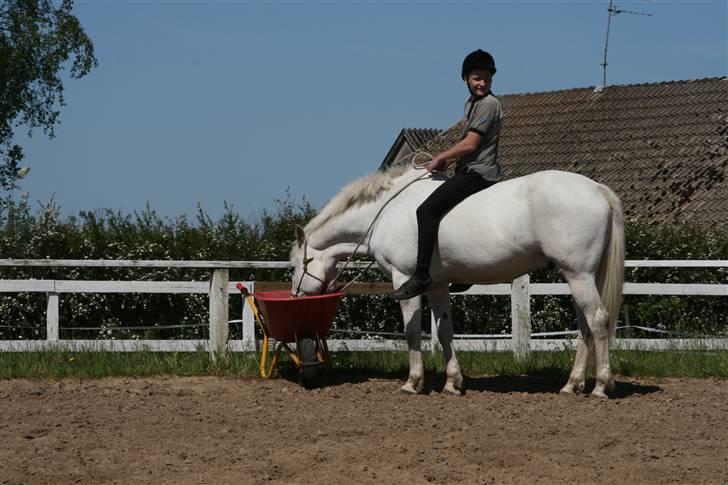 Lipizzaner sir Max  billede 6