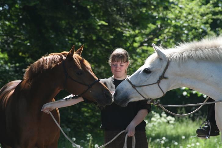 Lipizzaner sir Max  billede 7