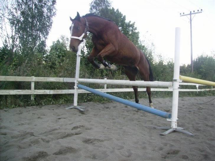 Dansk Varmblod Thybos Ravel - Hopper selv <3 billede 18