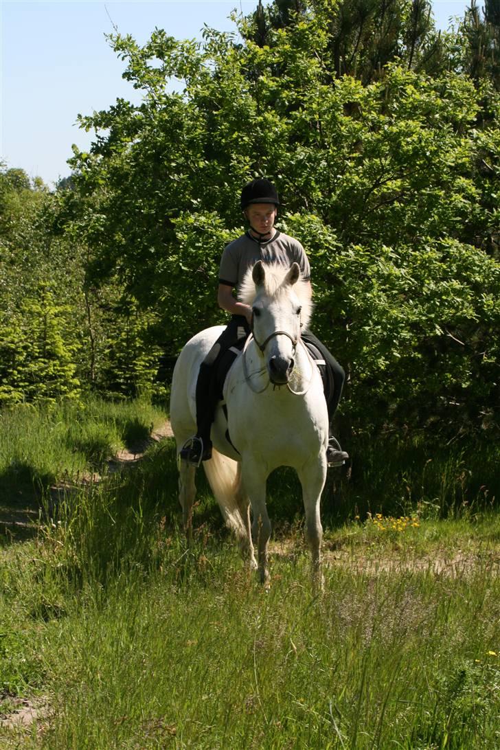 Lipizzaner sir Max  billede 9