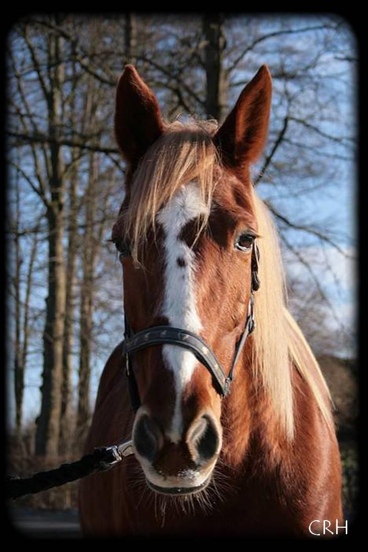 Traver Charmaine *mit alt* billede 14