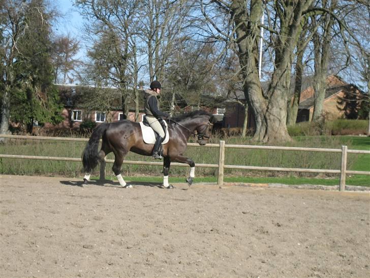 Dansk Varmblod Cleveland H - R.I.P. - Malling landbrugsskole billede 5