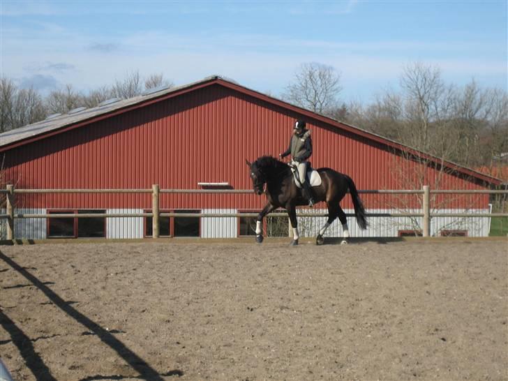 Dansk Varmblod Cleveland H - R.I.P. - Malling landbrugsskole billede 6