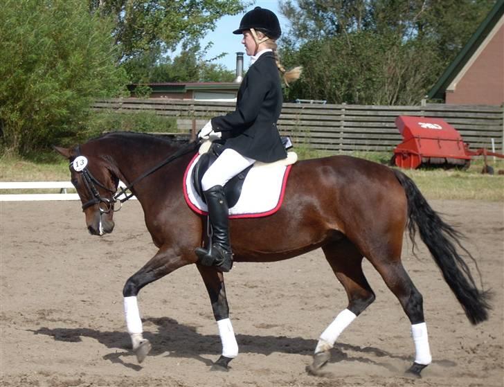 Anden særlig race Sally (solgt) - til Danske Bank Cup finale stævne<33 billede 9