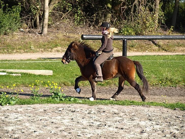 Islænder Leistur fra bakkakoti - D. 14-10-09 Taget af Sofia G billede 16