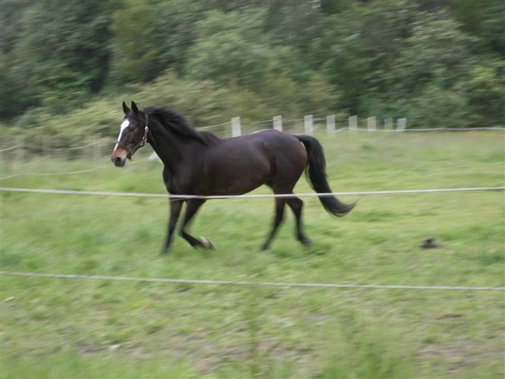 Dansk Varmblod Sitta Girl - jaja mor jeg er på vej *GG* billede 9