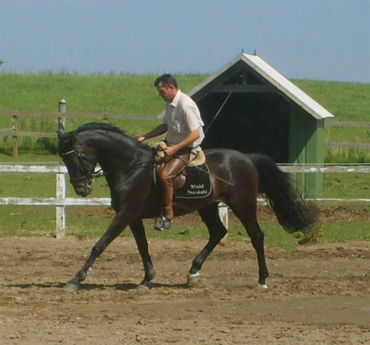 Dansk Varmblod CAPO CRIMINI SOLGT billede 6