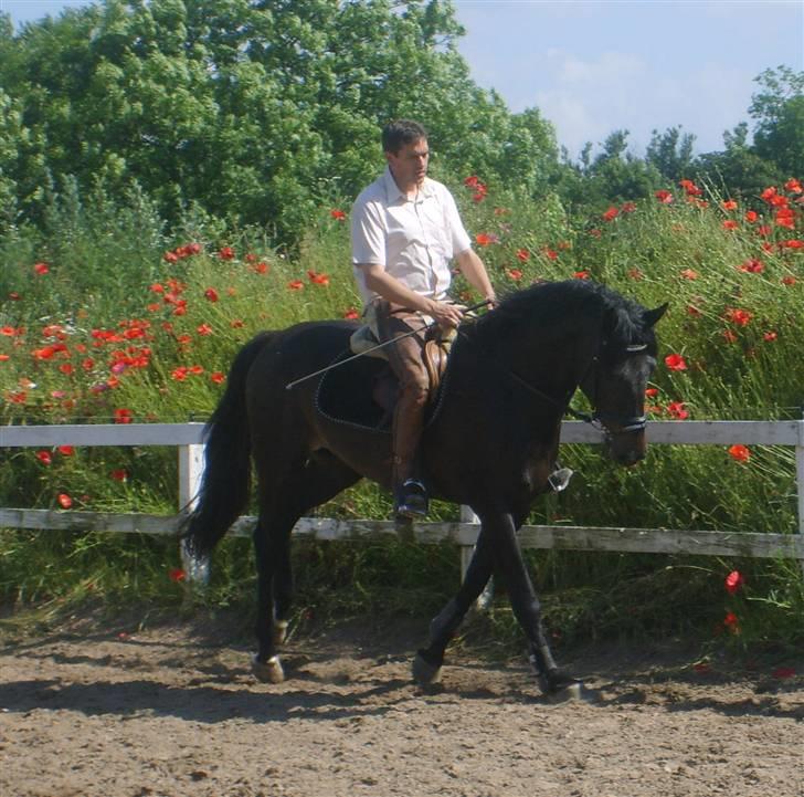 Dansk Varmblod CAPO CRIMINI SOLGT billede 7