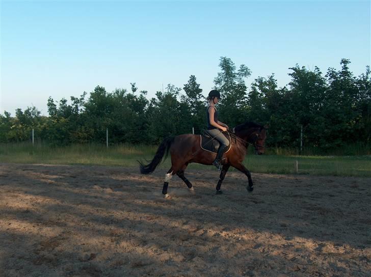 Anden særlig race Skouvgaardens Twisster - Den 19 juni 2007 billede 5