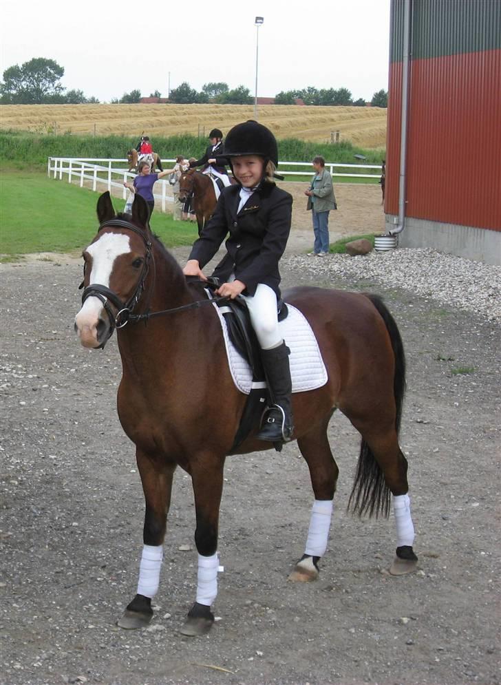 Anden særlig race Romeo (R.I.P.) - til deres første dressur stævne billede 1