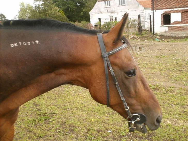 Traver Elvis Holmager (aka: Shantih) SOLGT :'( billede 8