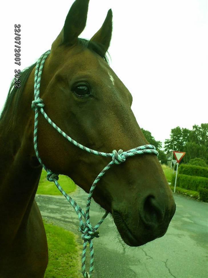 Traver Elvis Holmager (aka: Shantih) SOLGT :'( billede 12