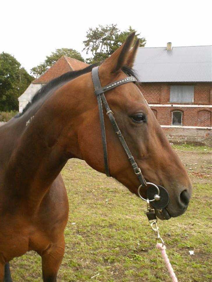 Traver Elvis Holmager (aka: Shantih) SOLGT :'( billede 1