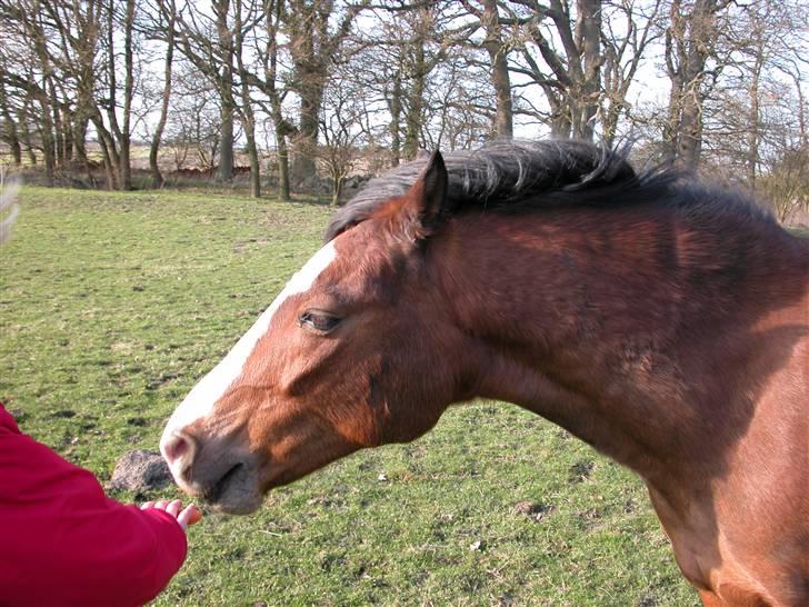 Anden særlig race Romeo (R.I.P.) - gullerod:P billede 8