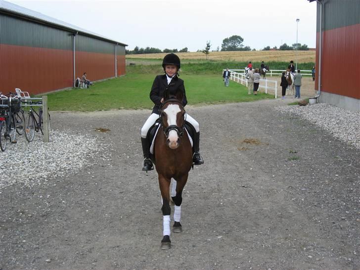 Anden særlig race Romeo (R.I.P.) - til dressur stævne billede 9